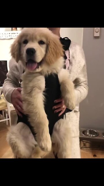 Super cute Golden Retriever humiliated by owner