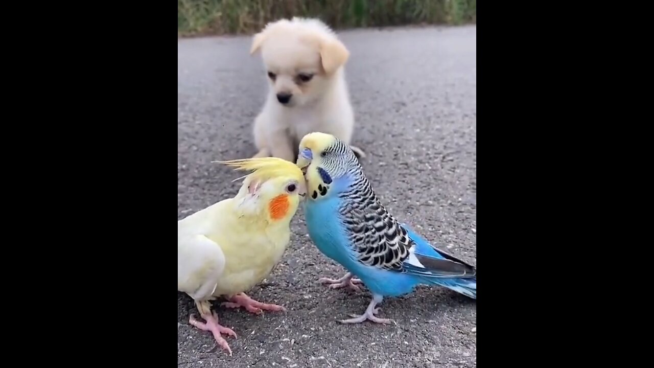 Little puppy play with birds