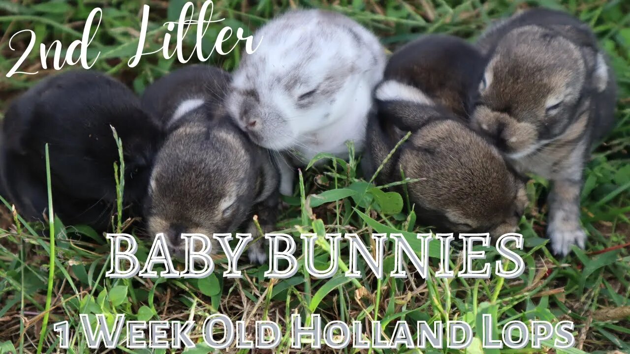 More Baby Bunnies! Our 2nd Holland Lop litter!