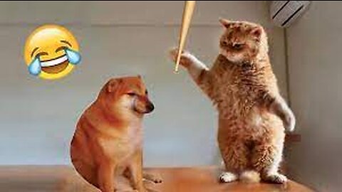 Trending Funny Dogs And Cats Videos 😂 Funniest Cats and Dogs