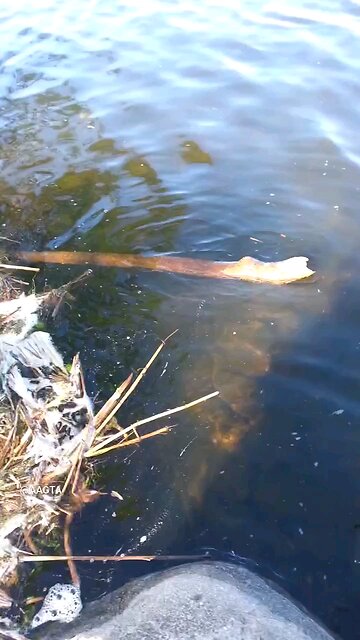 Catching Bass from a River