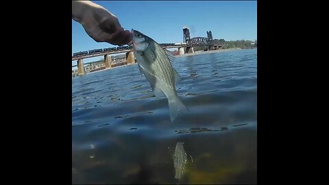 tennessee river fishin bass releases