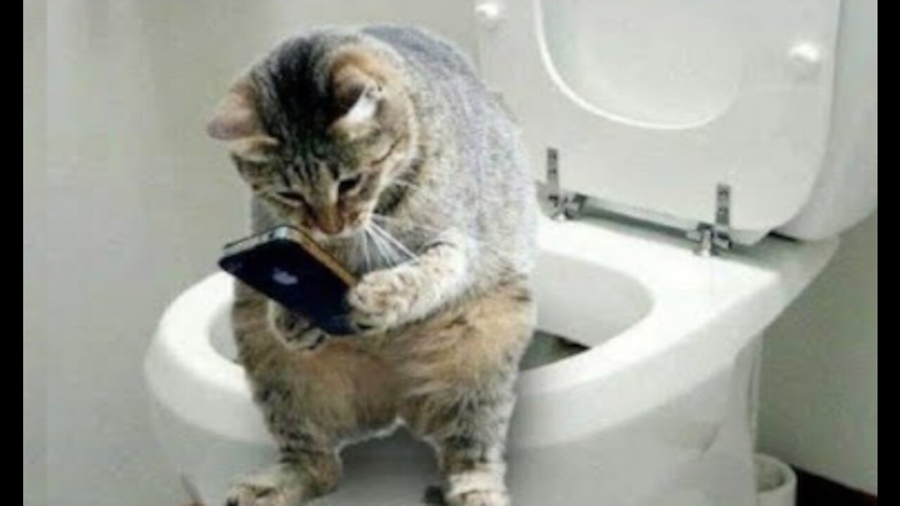 Funny Cats Doing Hilarious Activities Alone and With Owners