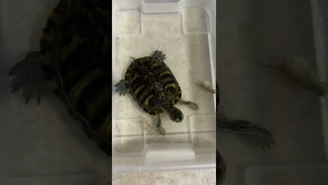 Feeding Turtle With Shrimp