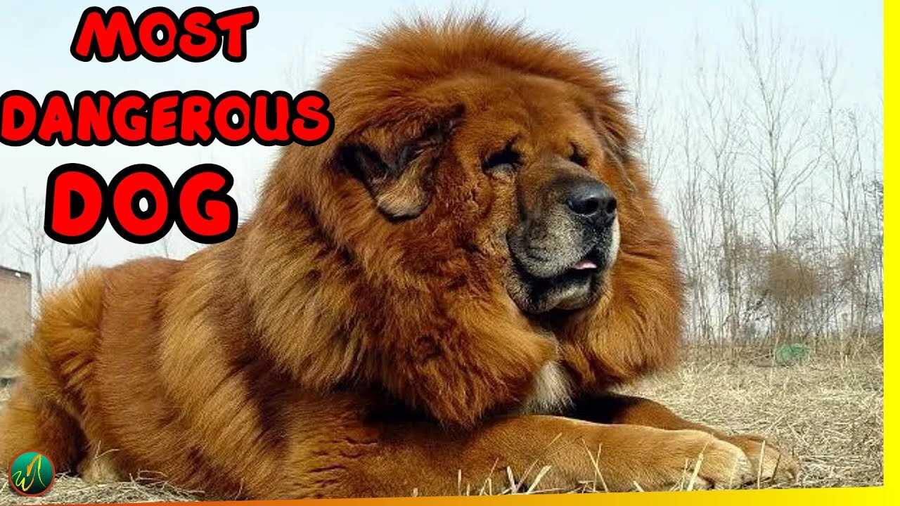 Top 10 Most Dangerous Dog Breed In The World 2021🐺🔥