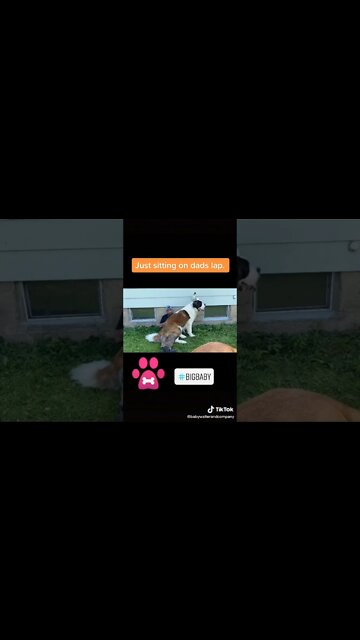 He thinks he is a lapdog. #dog #giantbreed #stbernard #saintbernard #lapdog #160lbs