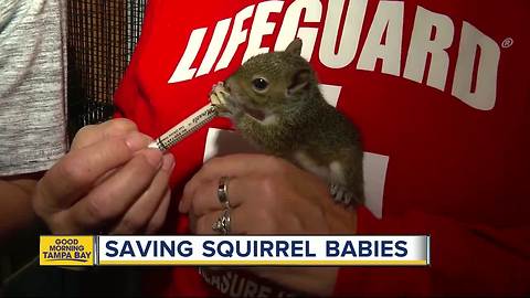 Baby squirrels getting rehabilitated after Hurricane Irma knocked them from trees