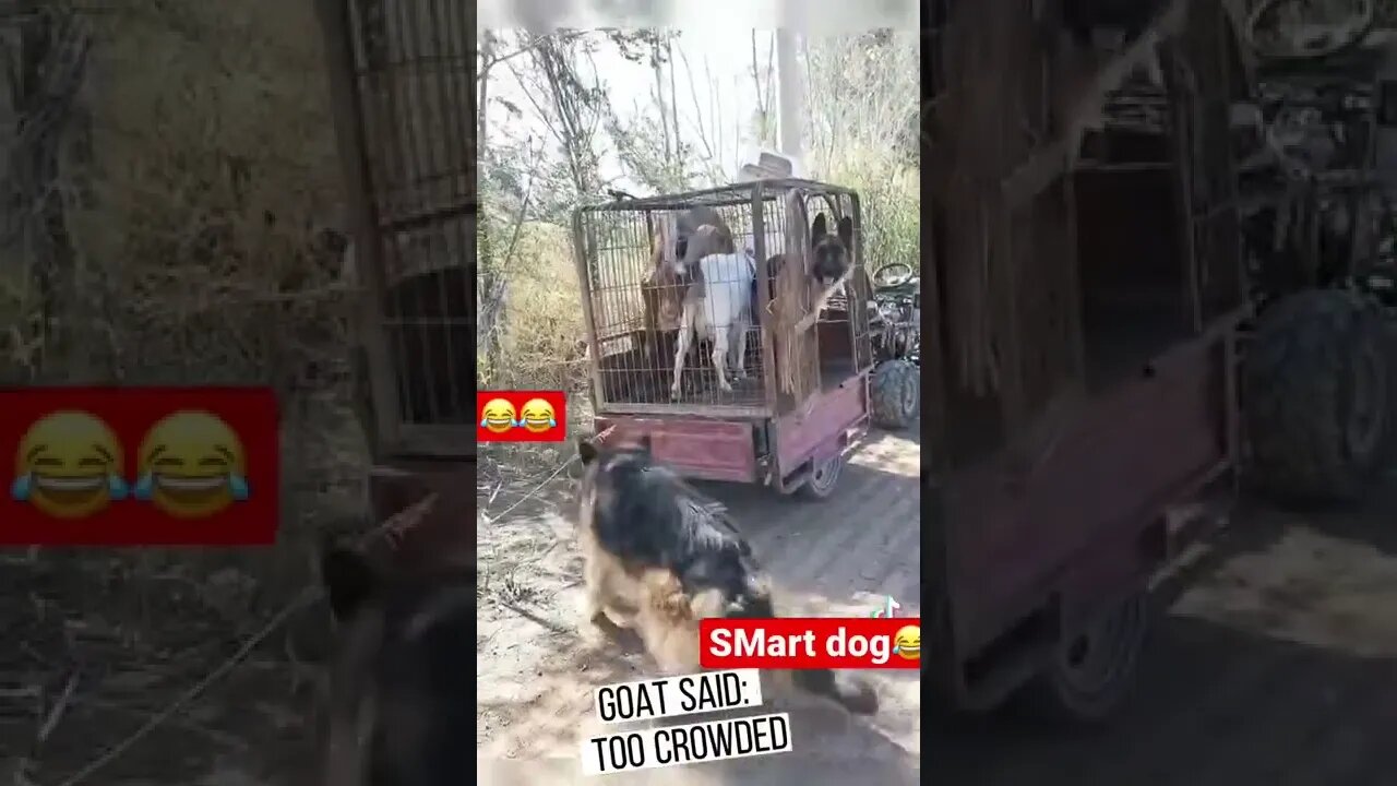 the best dog 🐶 and@ $& amazing short video