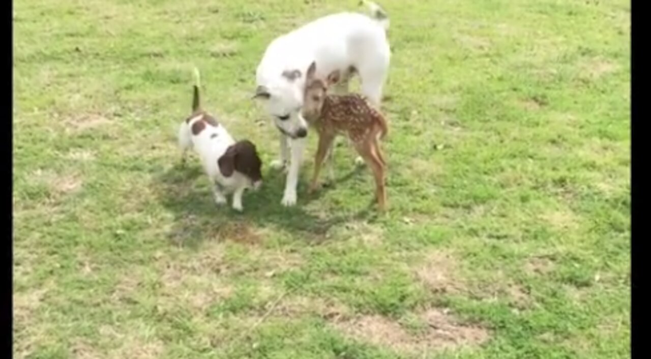 Friendly dogs obsessed with new rescue fawn addition | Cute funny Video |