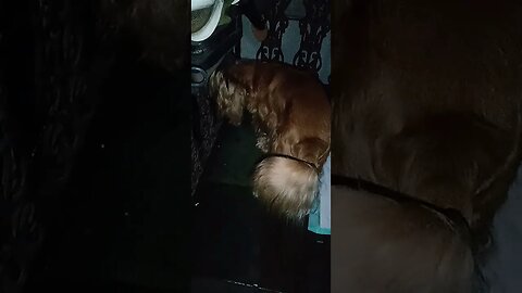 #dogsgow , #animals , #dogs , #shorts