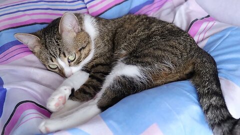 Cat Doesn't Like Being Watched while He Sleeps