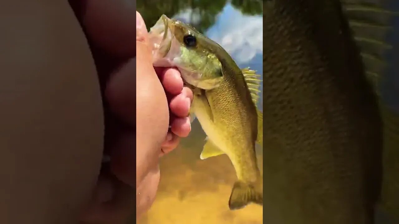 Bass on the culprit worm!