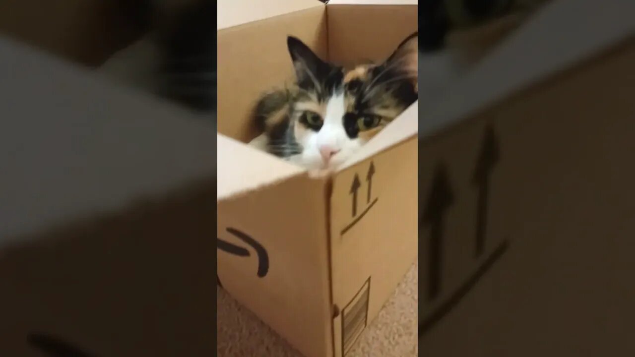 Cat Sneak