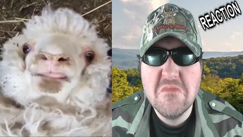 Sheep Goes BAAAAAHH!!!!! (Content Aware Scale) REACTION!!! (BBT)