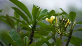 Beautiful Flower, Rain on the leaves