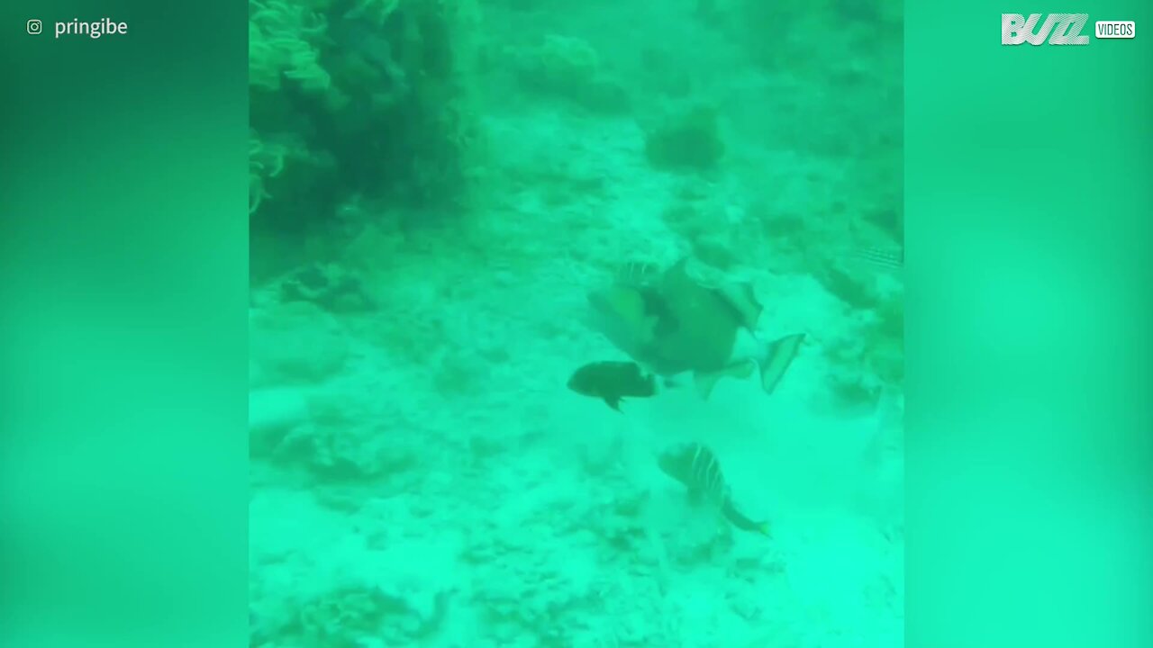 Peixe ataca pé de pato de mergulhador!