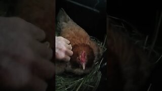 Forest has a baby chick