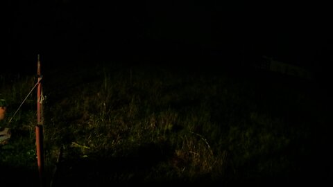 Coyote Watch