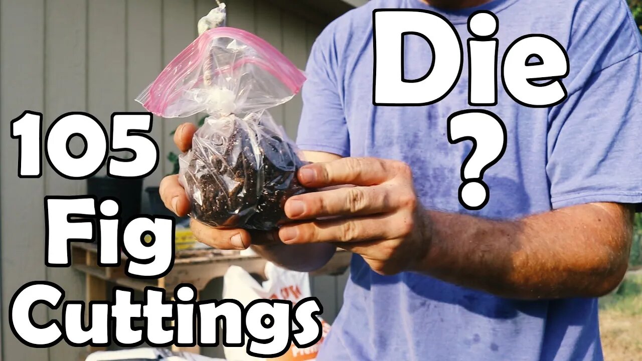 105 FIG CUTTINGS DIE!?!