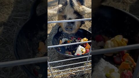 Veggies for Lizzy🐷 #kunekune #pigs #farmanimals #foryou #fy #homestead #farmlife #reels