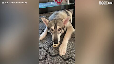 Cão lambe osso em cena super cómica