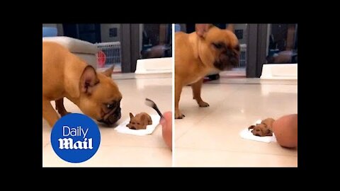 Hilarious moment dog panicked after owner cuts into dog-shaped cake