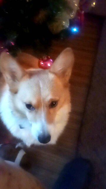 Corgi is waiting for Santa