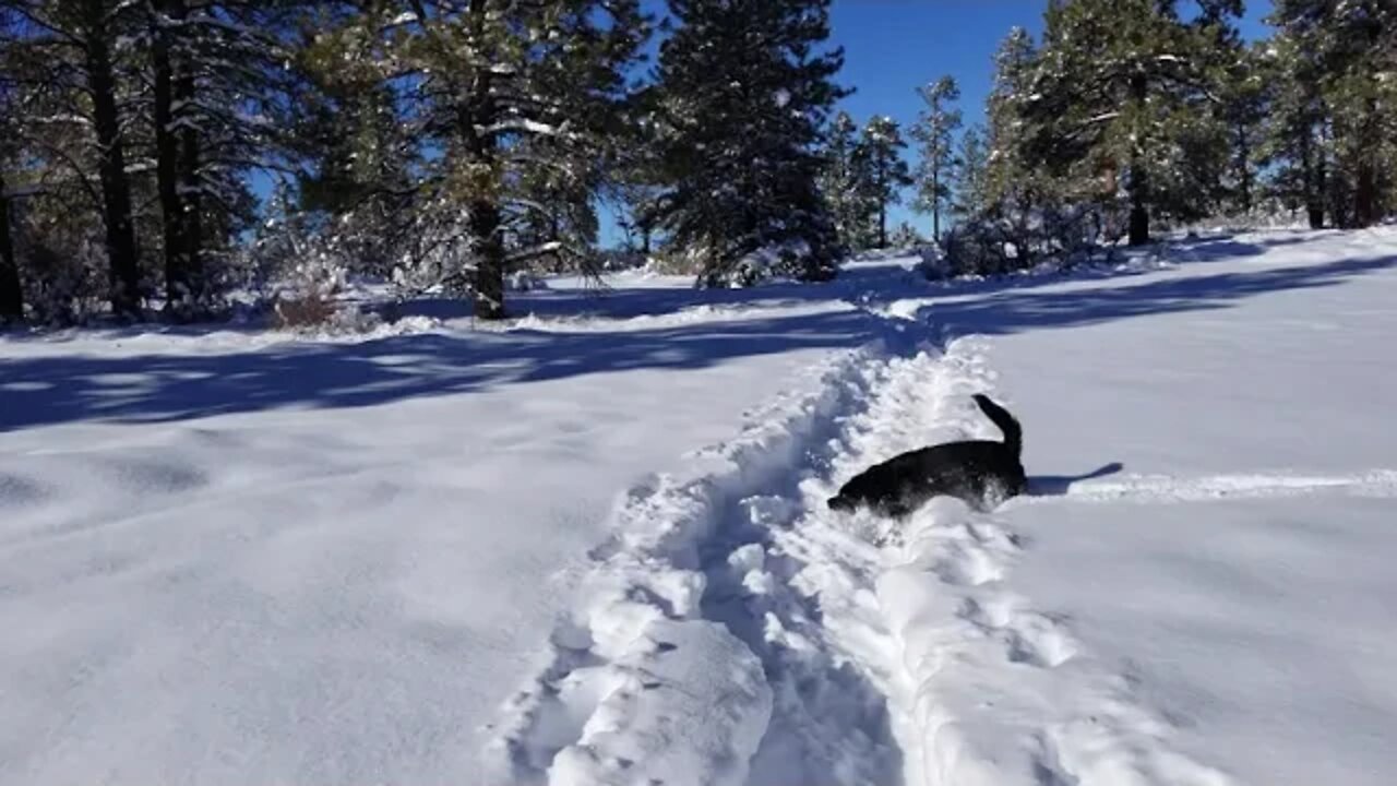 Testing the snow for radiation, Major storm, 2 feet fresh powder