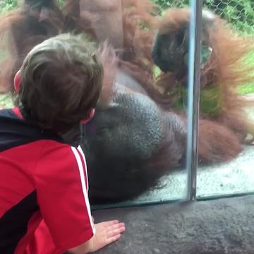 "Cuteness Overload: Boy and Orangutan Give Each Other Kisses Through Glass"