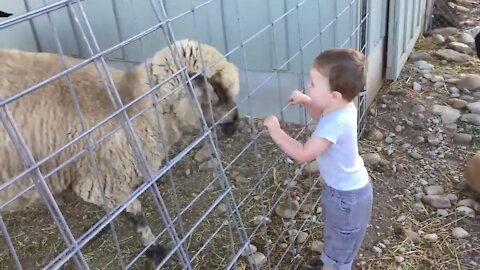 Never leave your children around a Ram!