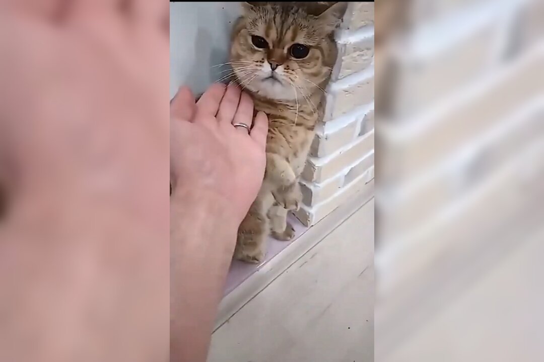 Cute cat fighting 😍😄