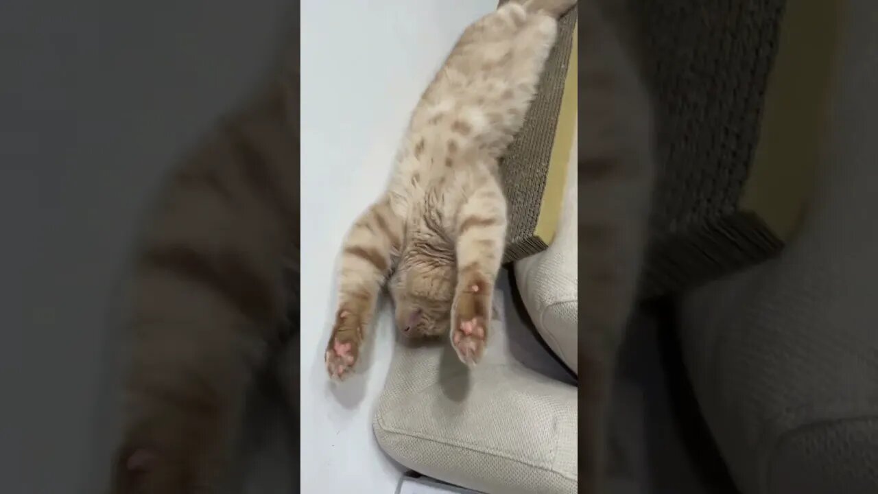 主人,您真的太誇張了!I really think it’s over relax!