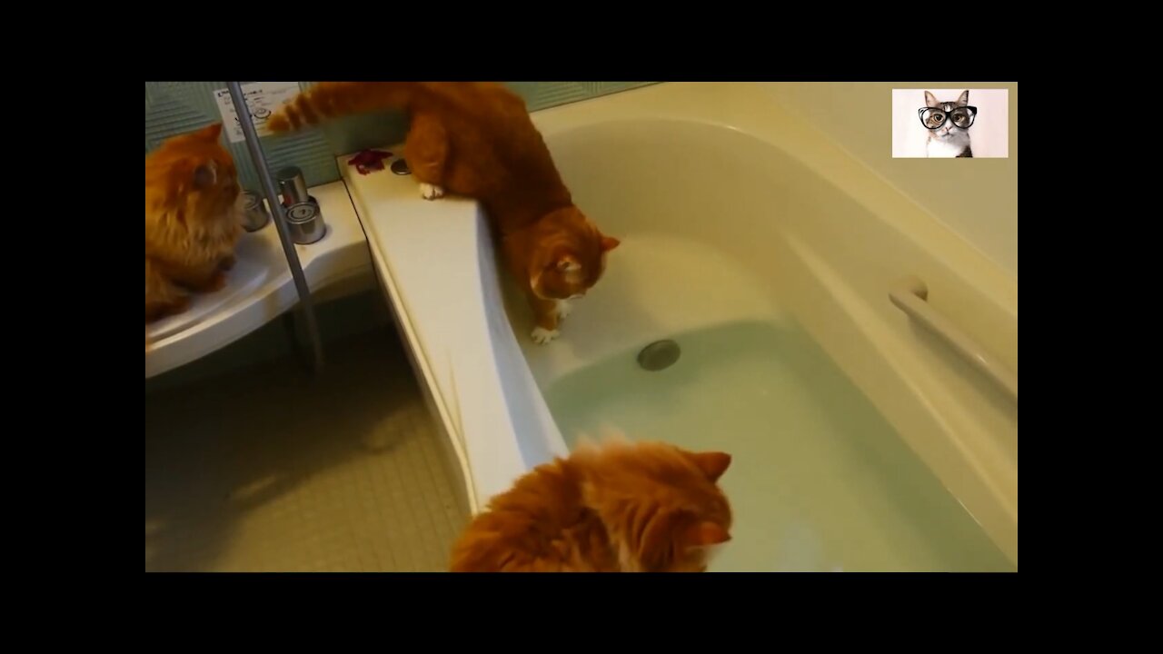 Videos Graciosos De Gatos...... gatos al agua.