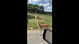 Amazing deer have no fear