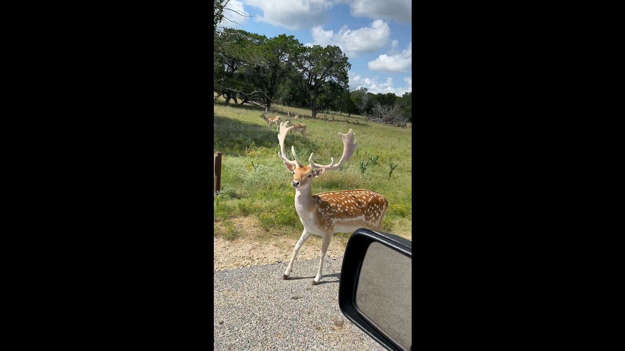 Amazing deer have no fear