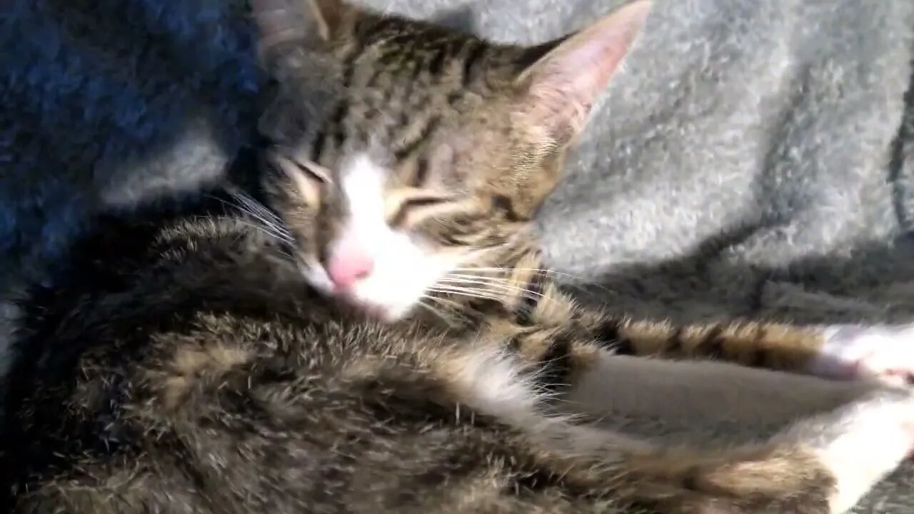 The Fur Must Always Be Shiny