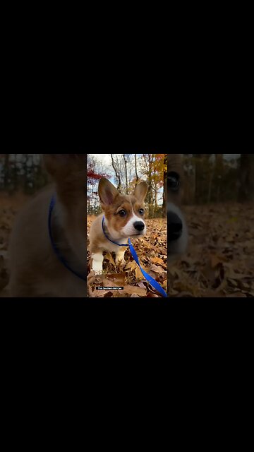 Corgi Puppy Playing in Leaves #corgi #corgicrew #corgilife #corgipuppy #corgifunny #funnypuppy