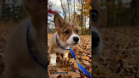 Corgi Puppy Playing in Leaves #corgi #corgicrew #corgilife #corgipuppy #corgifunny #funnypuppy