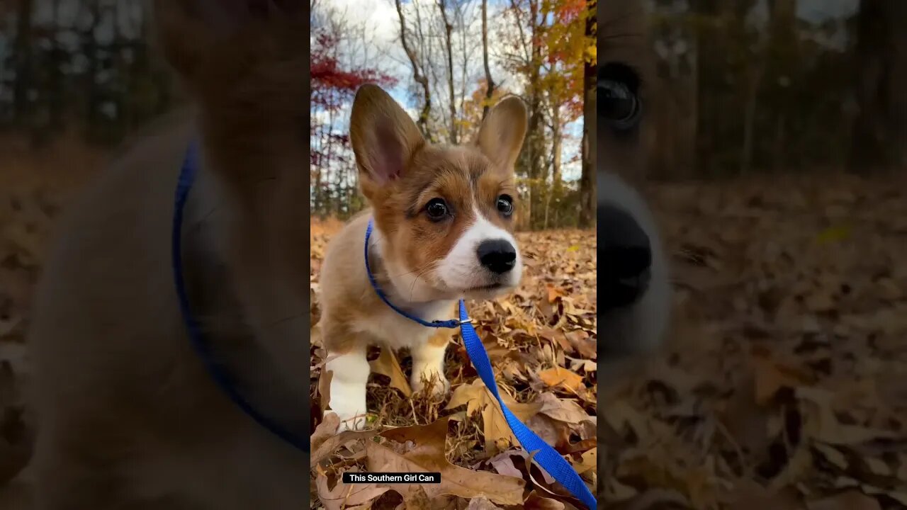 Corgi Puppy Playing in Leaves #corgi #corgicrew #corgilife #corgipuppy #corgifunny #funnypuppy