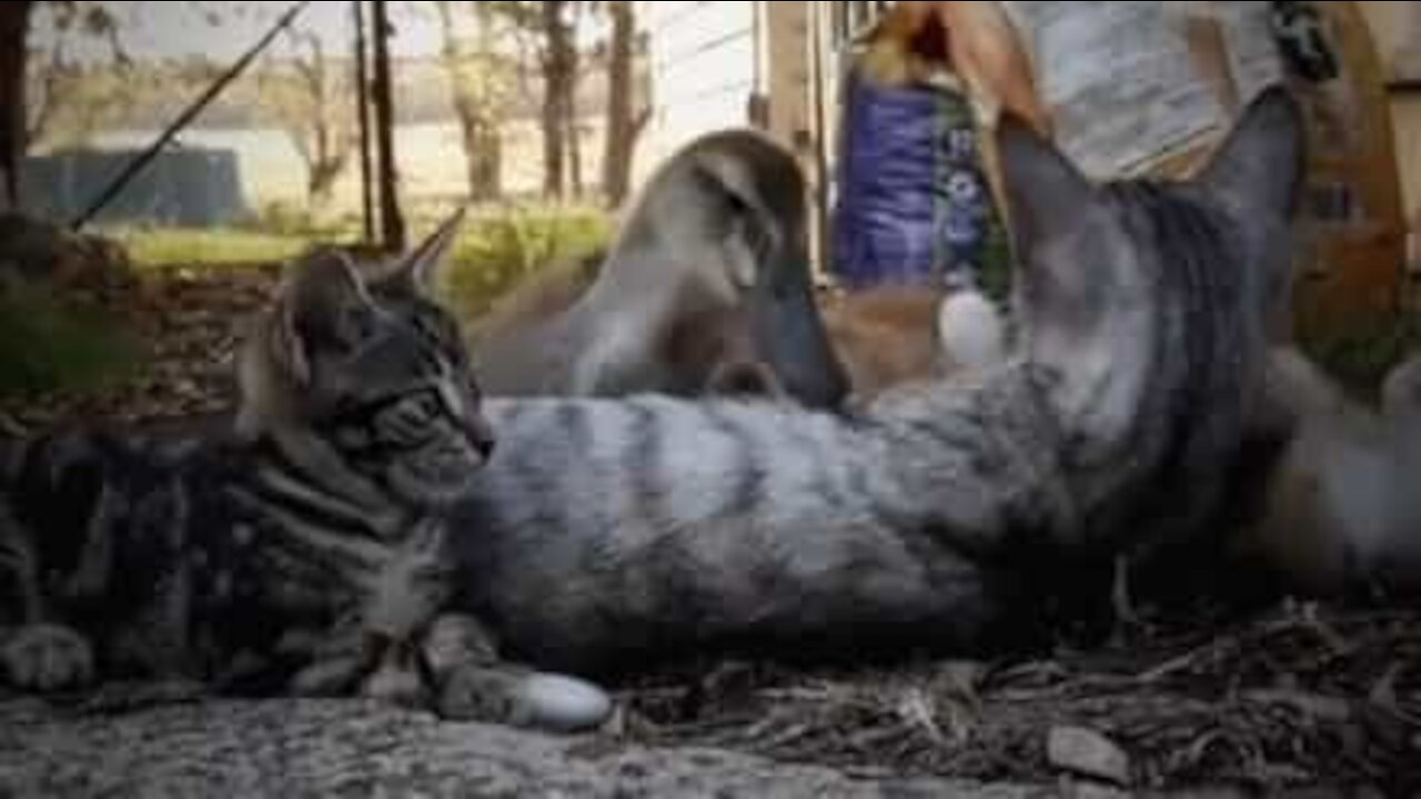 Une amitié surprenante entre un canard et des chatons