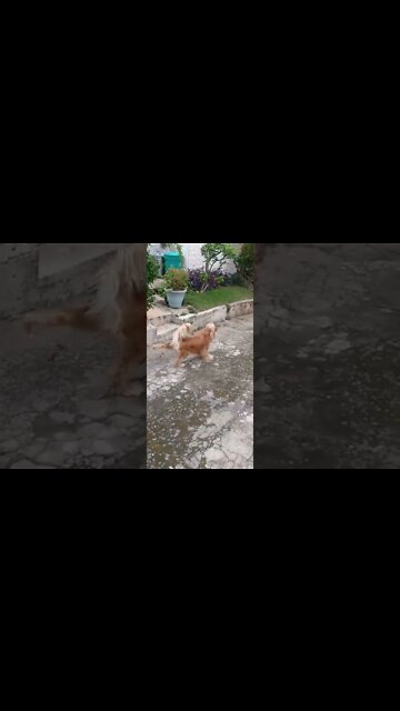 #dogshow , #animals , #dogs , #shorts