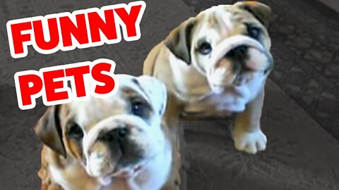 Funny Pet Video Compilation