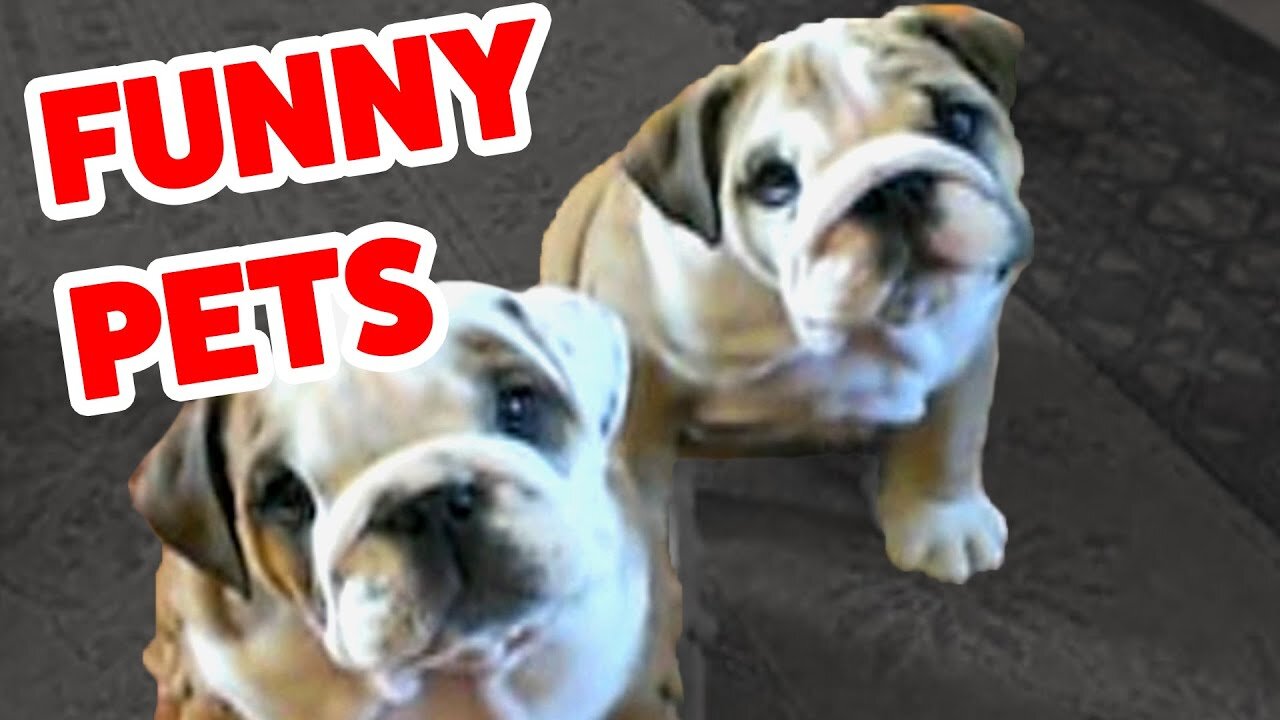 Funny Pet Video Compilation