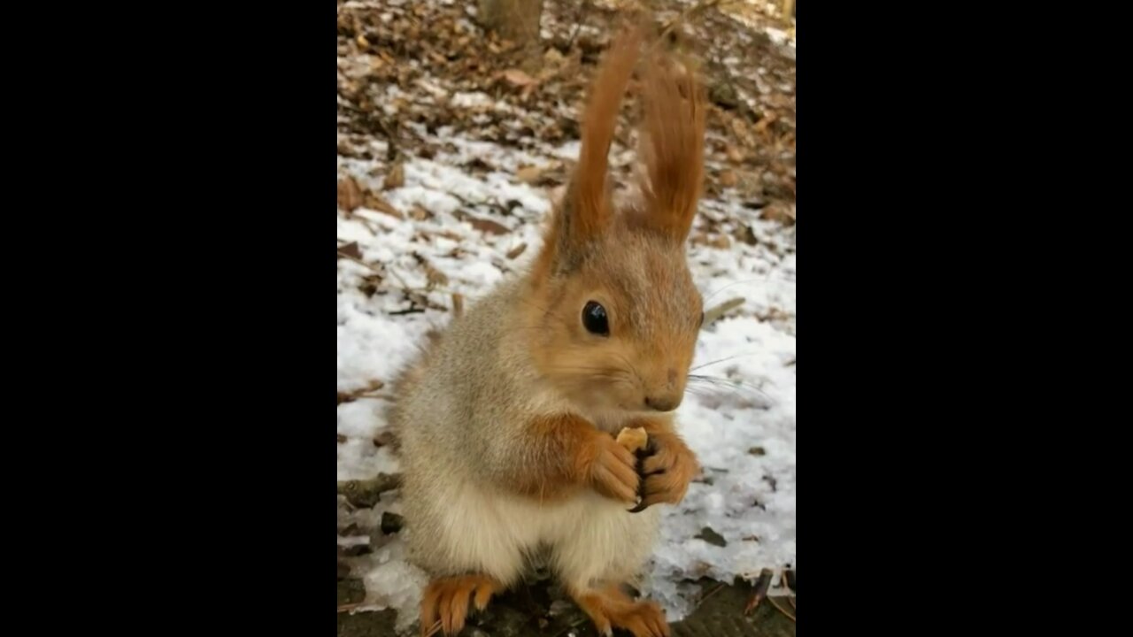 Squirrel gnaws nuts in winter forest