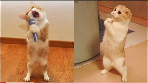 Tow cat viral video