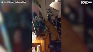 Gato fica hipnotizado ao ver pintura após anestesia 1
