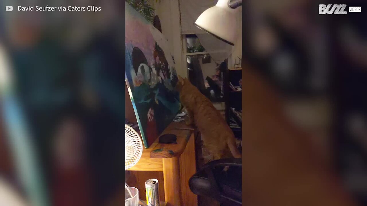Gato fica hipnotizado ao ver pintura após anestesia 1