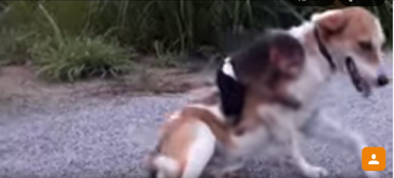 PLAYFUL BABY MONKEY AND DOG||FUNNY ANIMALS