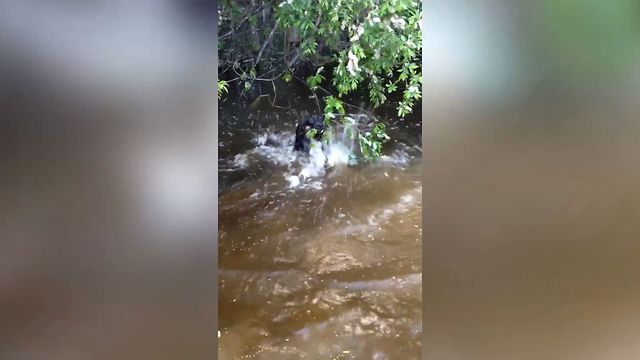 Dog Tries To Fetch A Tree