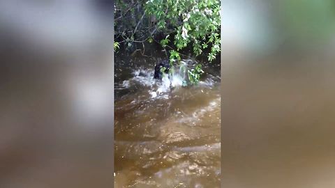 Dog Tries To Fetch A Tree